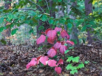 Rutger's Gardens 001